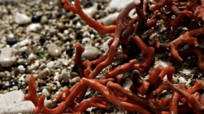 Capture d’écran 2025-11-07 à 04.55.06