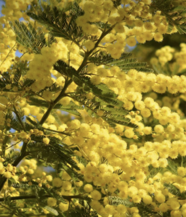 Capture d’écran 2025-11-07 à 05.02.11