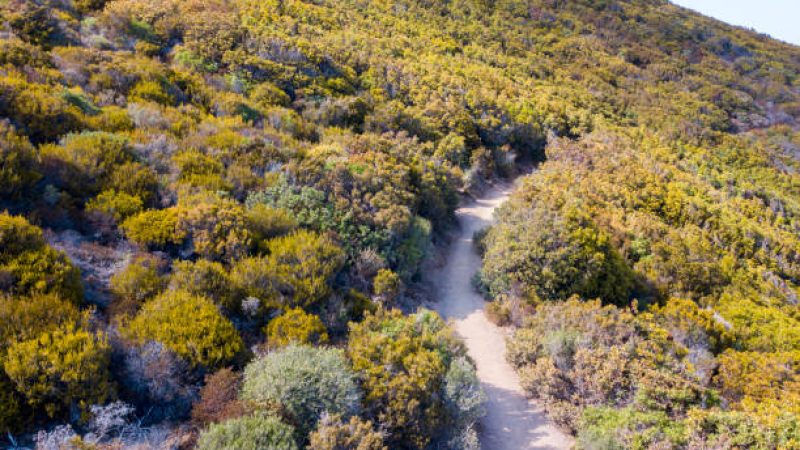 Aerial view of the path of customs officers, vegetation and Mediterranean bush, Corsica, France. Sea and vegetation seen from above, rocks and rocks. Sentier du Douanier. Capo Corso
